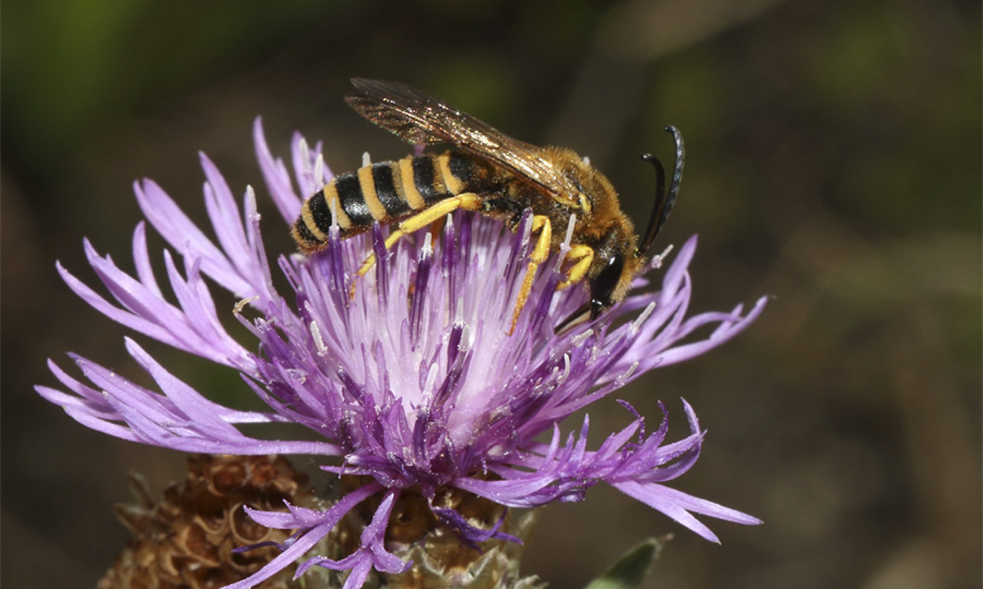 Gelbbindige Furchenbiene (Männchen) - Halictus Scabiosae