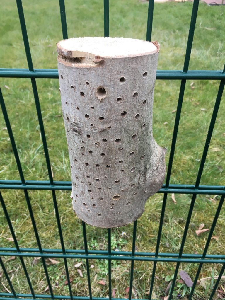 Suchen Sie einen sonnigen Standort Richtung Südosten, an dem Sie die Wildbienen auch beobachten können. Suchen Sie einen sonnigen Standort Richtung Südosten, an dem Sie die Wildbienen auch beobachten können.