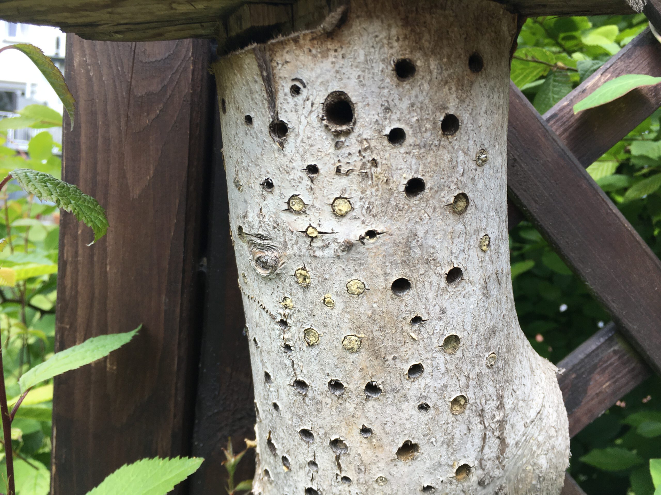 Bienen-Nisthilfen selber bauen